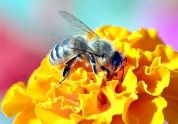 полза от пчелни ужилвания при артроза